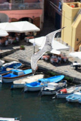Seagull soaring over the promenade of Corricella on Procida, Golfo di Napoli, Italy