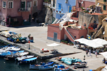 Fototapeta na wymiar Seagull soaring over the promenade of Corricella on Procida, Golfo di Napoli, Italy