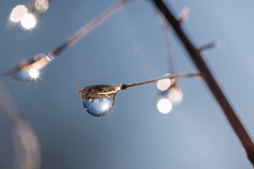 funkelnde Wassertropfen auf einem strauch mit gegenlicht