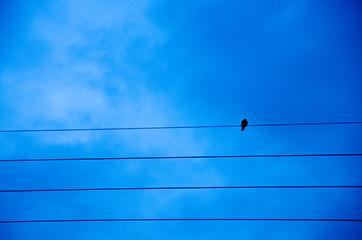 Oiseau sur une ligne électrique © Julien