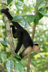 Portrait of Capuchin Monkey, Cahuita National Park, Costa Rica
