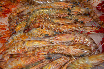 Langostinos tigre / Tiger prawns