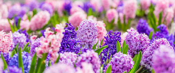 Large flower bed with multi-colored hyacinths, traditional easter flowers, flower background,...