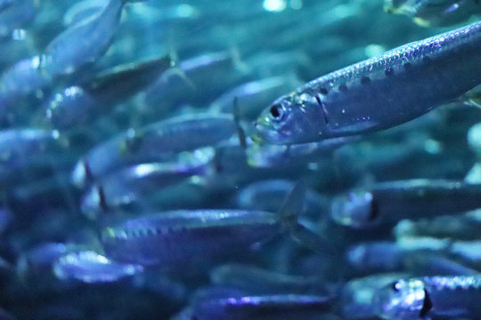 イワシの大群 Images Browse 53 Stock Photos Vectors And Video Adobe Stock