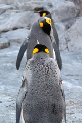 3匹のキングペンギン