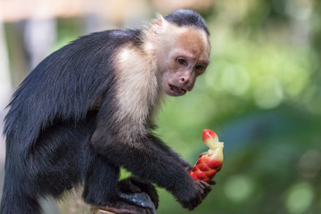 Portrait of Capuchin Monkey, Cahuita National Park, Costa Rica