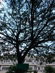 tree in park