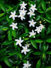 Top view image, colorful green leaves and blooming white flowers