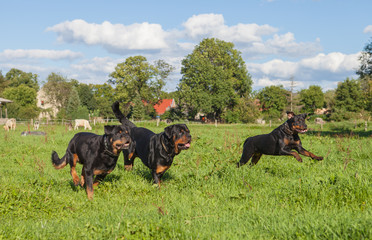 Eine Gruppe Rottweiler beim spielen