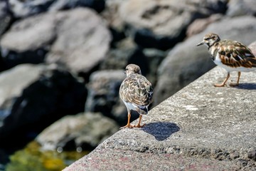 Kentish Plover Water Bird