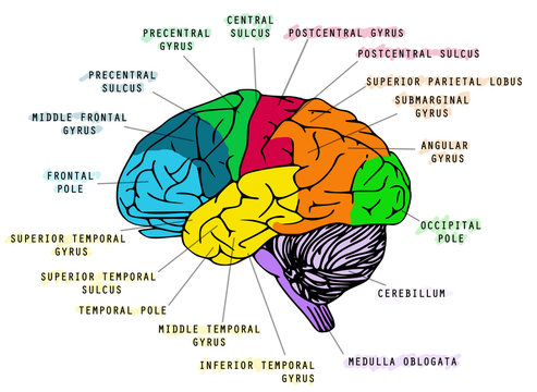 Human brain's anatomy