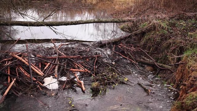 water flowing through a beaver dam on the river