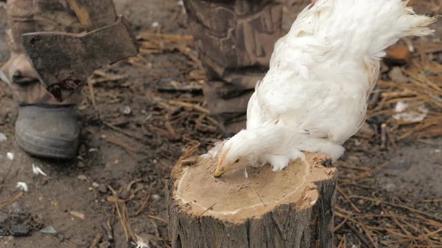 A chicken is chopped off with an ax, close-up