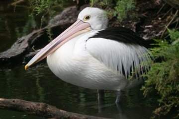 Auistralian Pelican