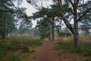Damp and wet pine tree woodland