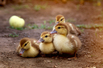 Four little duckling on a background of ripe yellow apple