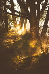 misty shore of a pond / lake at sunset