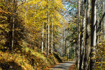 Fall in a North Carolina back country road