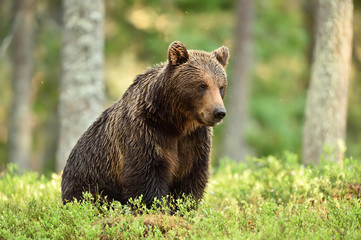 Obraz na płótnie Canvas brown bear in forest at summer