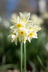 White Jonquil With Yellow centres, isolated by shallow depth of field, change of season.
