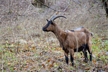 Brown goat in pasture in a wooded enclosure