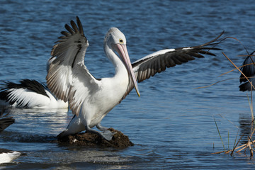 Australian Pelican, wings spread perched in a natural environment.