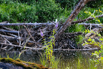 blooming purple flowers on log with moss, in middle of  river, in brilliant transparent spray of river water, in  sun.