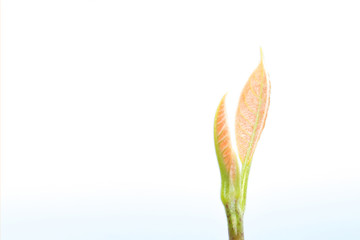 Sprout on isolated white. 