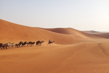 A herd of Arabian camels crossing the desert sand dunes of Riyadh, Saudi Arabia - obrazy, fototapety, plakaty