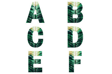 Wicker font Alphabet a, b, c, d, e, f made of fresh green palm leaves with sunlight.