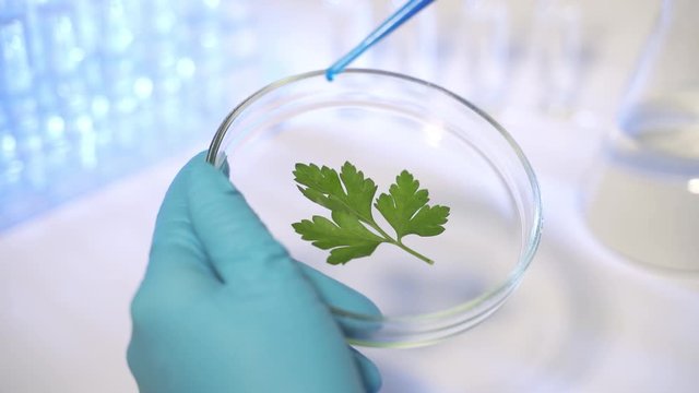 A scientist in a modern laboratory studies GMO plants. Pour reagent or mutagen on a leaf of a plant.
