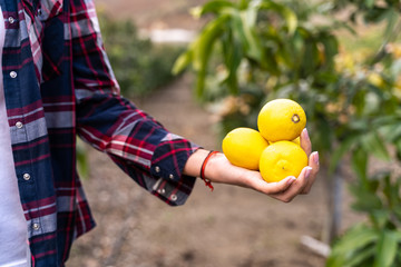 A woman's hand with freshly picked lemons in the field. Organic garden concepts.