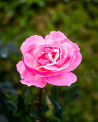 Pink red rose flower isolated in the field.