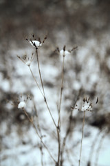 dry grass umbrellas under the snow in the field in winter