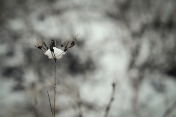 dry grass umbrellas under the snow in the field in winter