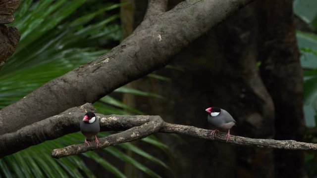 Java Sparrow birds