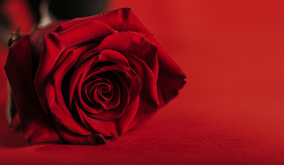 Beautiful Red rose on red background, Love concept, Valentine's day. Mother's day. macro photo....