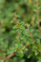 Bearberry cotoneaster Skogholmen