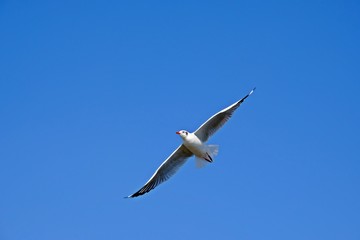A seagull fully spread its wings on blue sky.