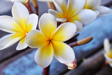 frangipani flower on the beach