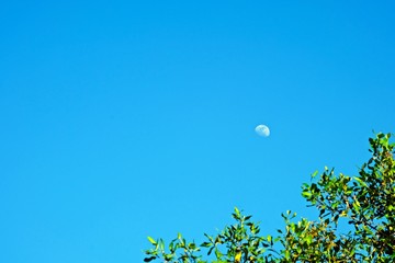 Obraz na płótnie Canvas Light half moon on blue sky with green tree foreground in the right corner of the frame.