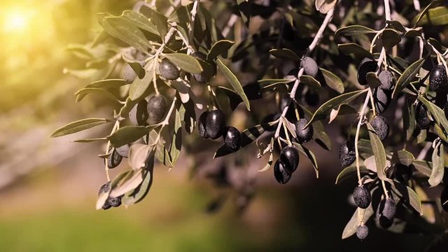 Olive branches with black olives swing in the wind against the evening sun.