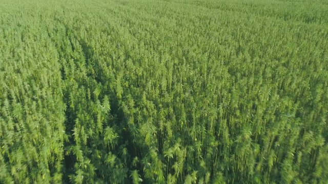 Aerial: Large Hemp Marijuana Field Drone Fly-Over