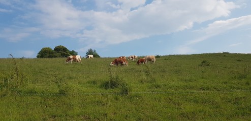 White and brown cows grazing the bright green grass on a hot summer day