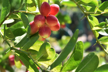 red apples on tree