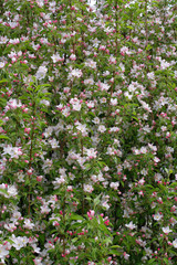 Blossom apple tree in the village at the spring