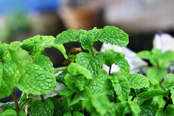 fresh mint in a pot