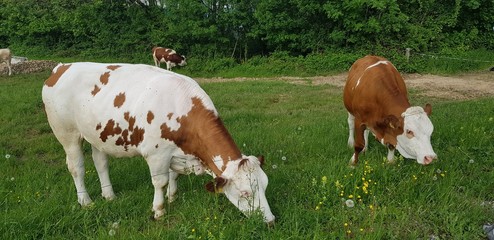White and brown cows grazing the bright green grass on a hot summer day