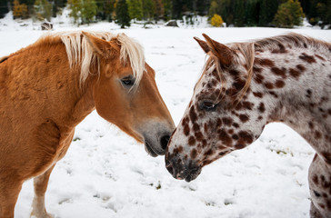 Appaloosa horse in the snow