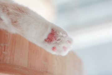 pink paw of white cat on blur background.